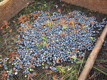 Macedonian Juniper Berries, 25kg bags