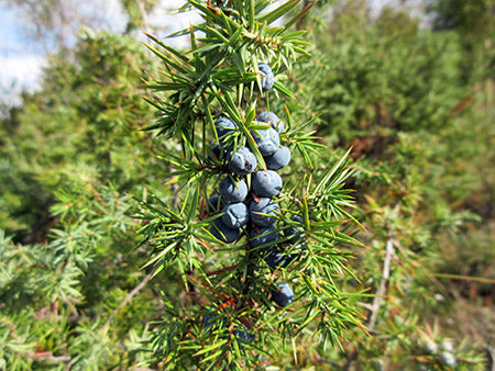 Macedonian Juniper Berries, 25kg bags